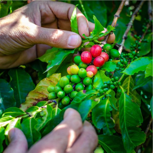 Cafeicultor-03-site-Mauro-Benedetti