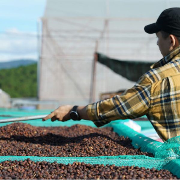 Cafeicultor-04-site-Mauro-Benedetti