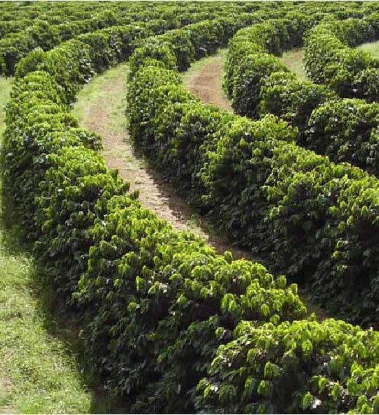 banner-03-mauro-benedetti